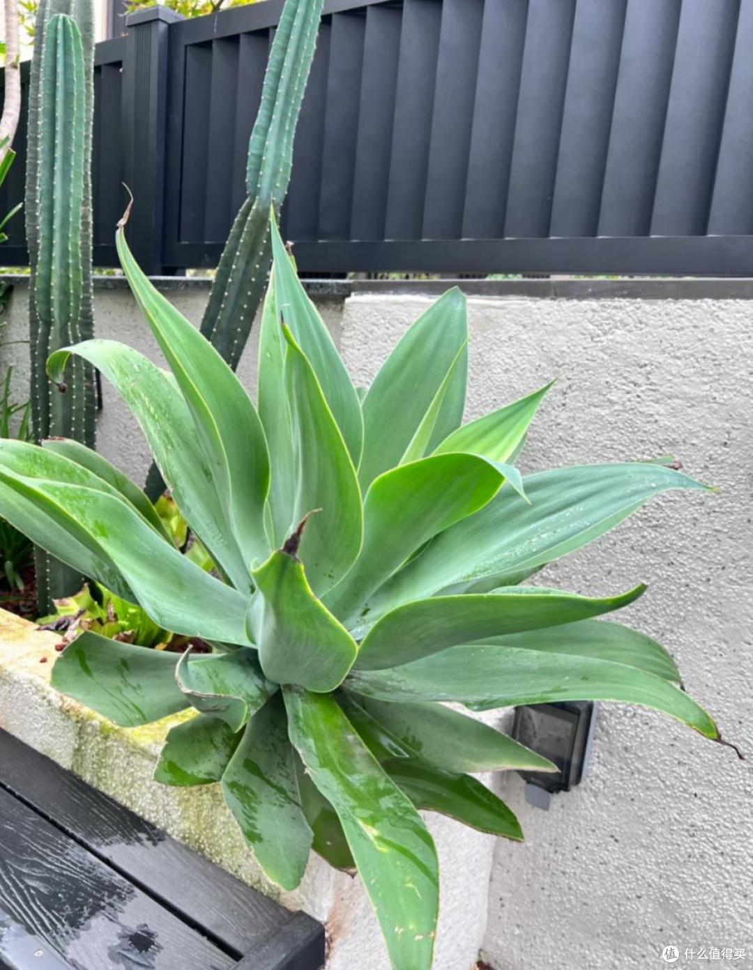 能吸收“甲醛”的8种花,种一棵在家里,空气都变得好清新
