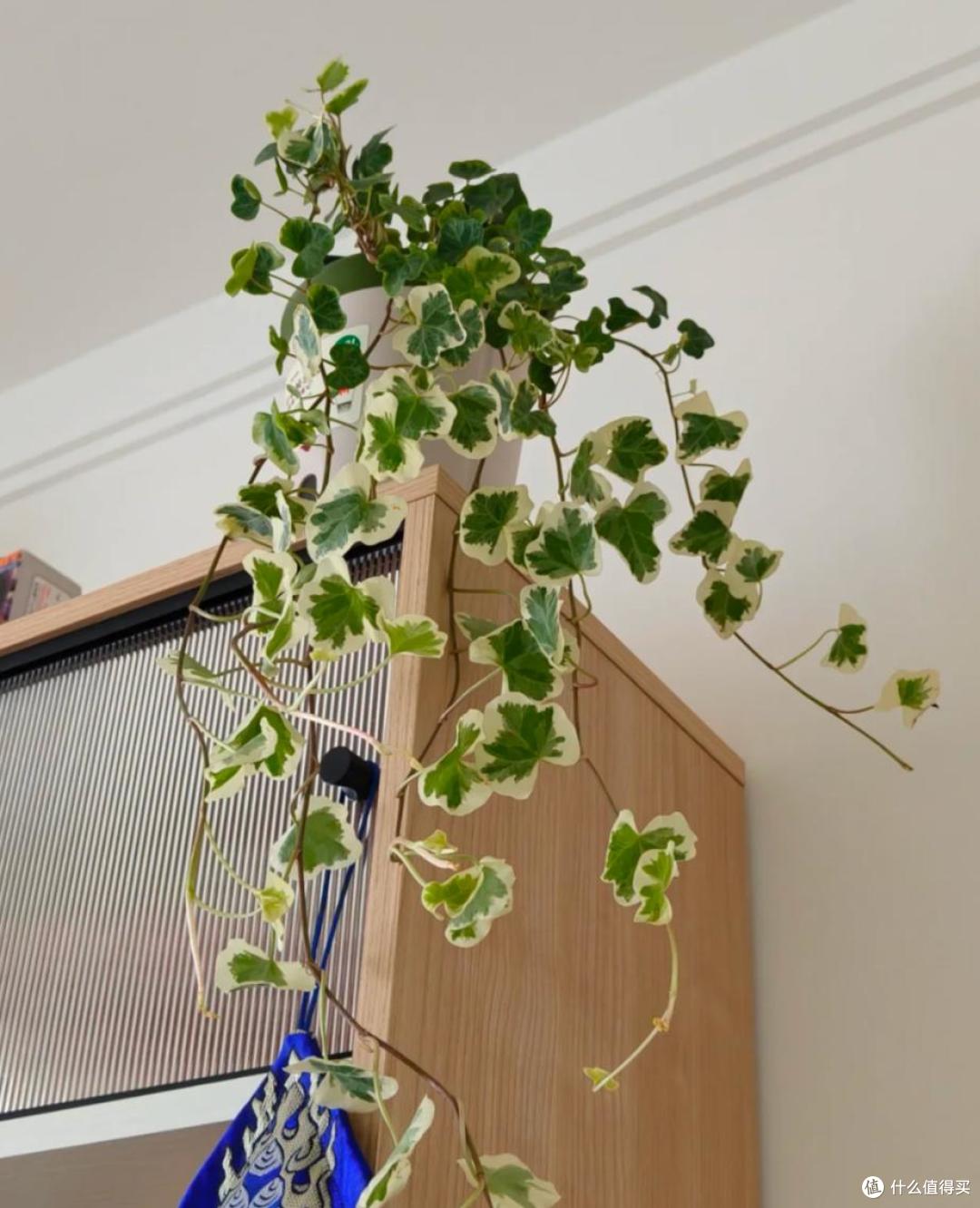 能吸收“甲醛”的8种花,种一棵在家里,空气都变得好清新