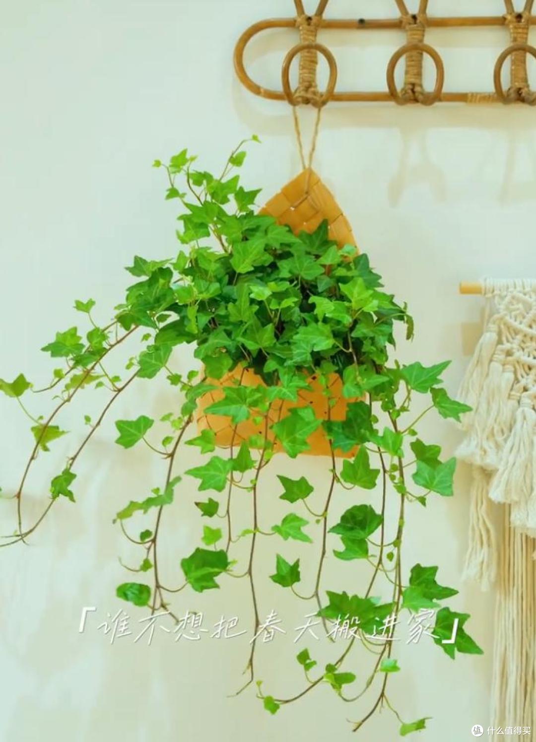 能吸收“甲醛”的8种花,种一棵在家里,空气都变得好清新