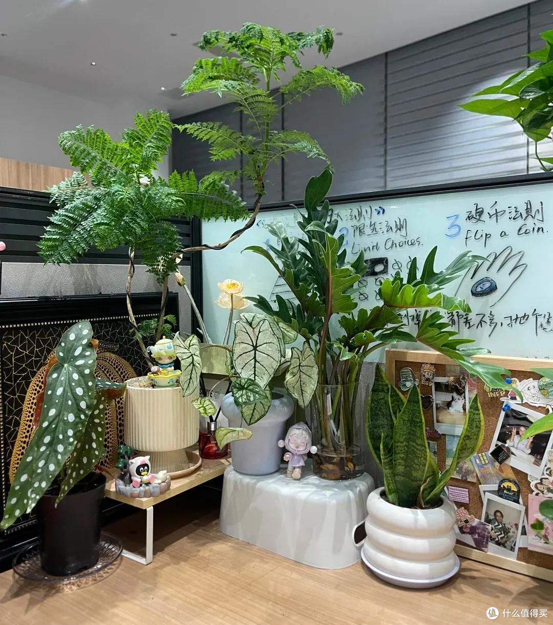 00后在工位上养花,把“班味”去得干干净净,老板:像进了花园里