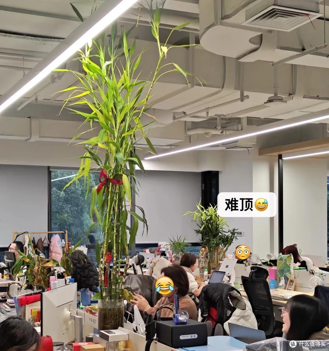 00后在工位上养花,把“班味”去得干干净净,老板:像进了花园里