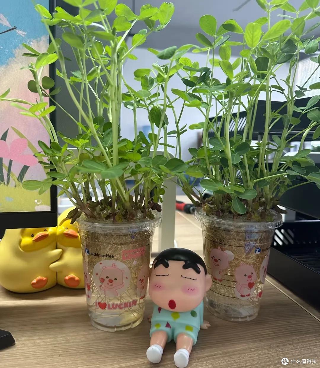 00后在工位上养花,把“班味”去得干干净净,老板:像进了花园里