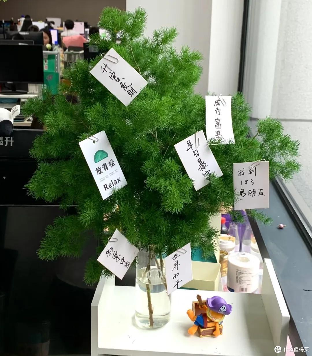 00后在工位上养花,把“班味”去得干干净净,老板:像进了花园里