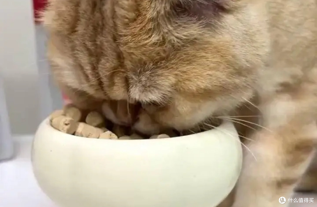 猫冻干哪种比较好吃又营养?好的猫咪主食冻干推荐