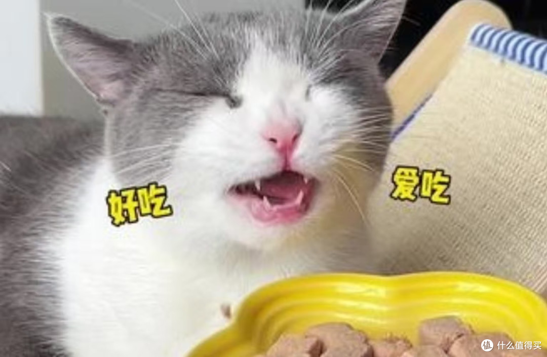 猫冻干什么牌子最好?猫冻干排名Top5揭秘