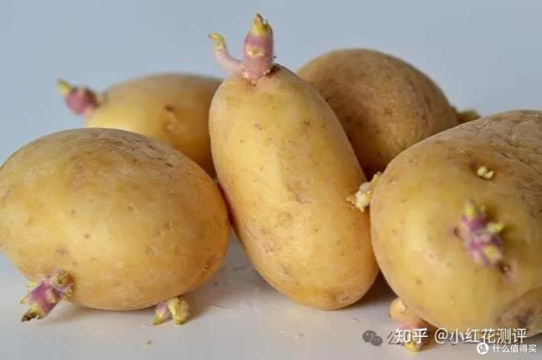 发芽蔬菜？ | 科学解析「吃与不吃」的边界