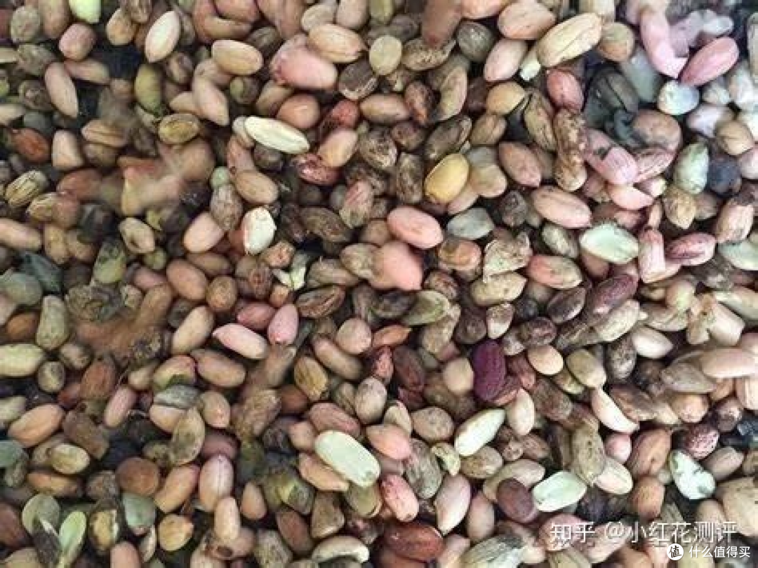 发芽蔬菜？ | 科学解析「吃与不吃」的边界
