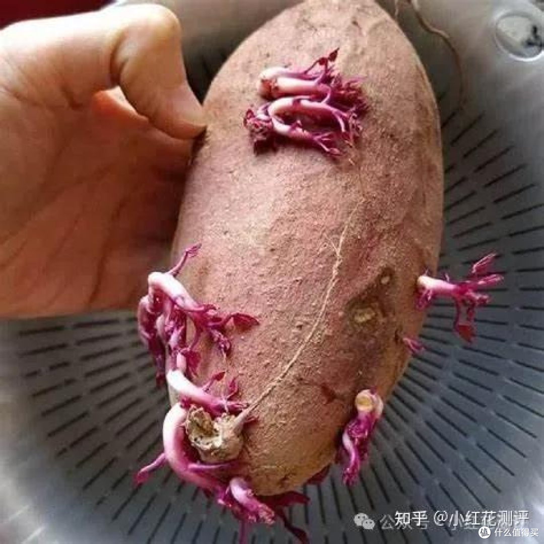 发芽蔬菜？ | 科学解析「吃与不吃」的边界