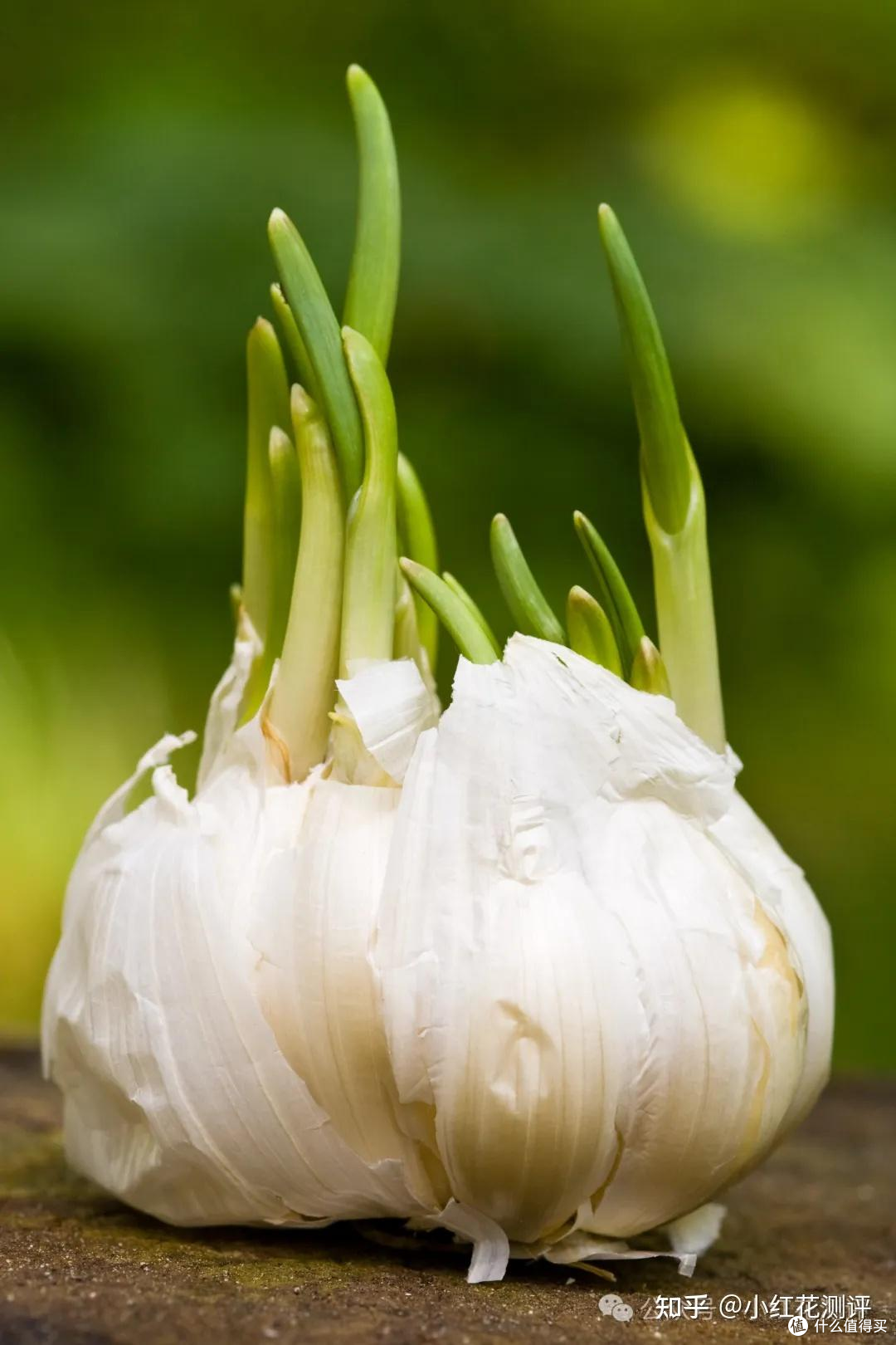 发芽蔬菜？ | 科学解析「吃与不吃」的边界