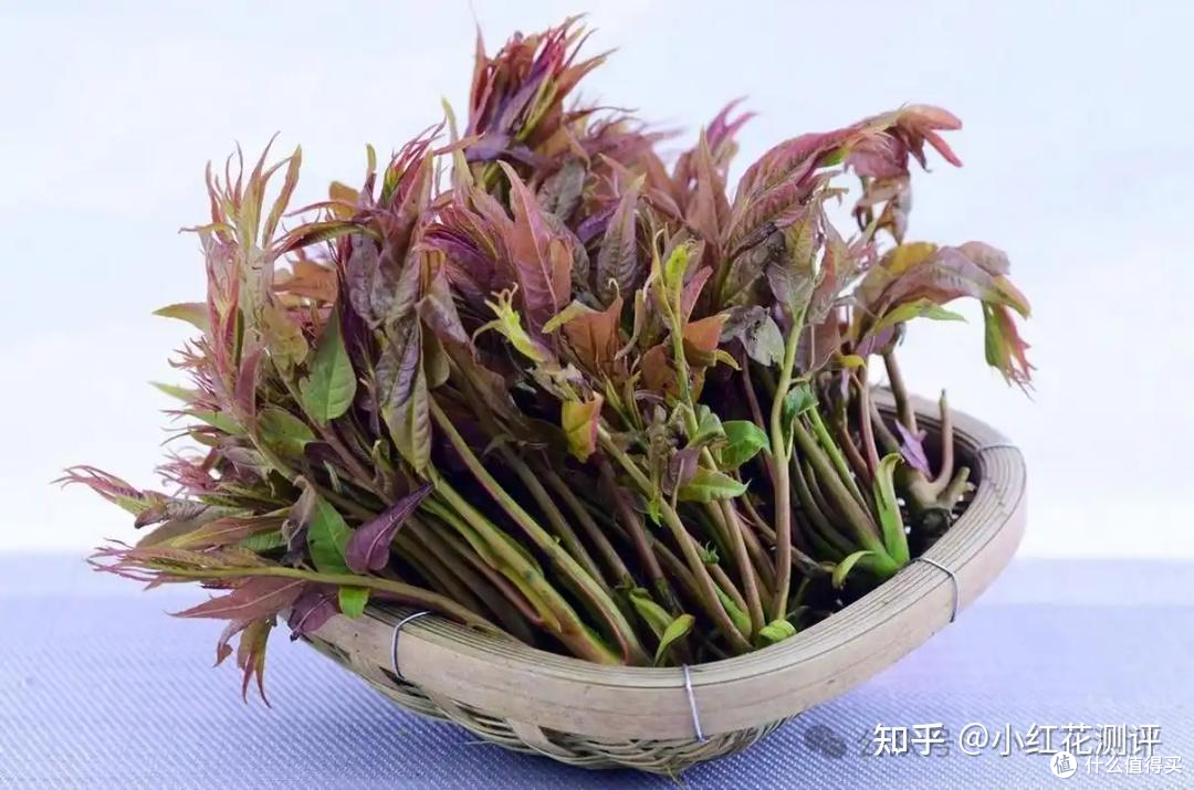 发芽蔬菜？ | 科学解析「吃与不吃」的边界