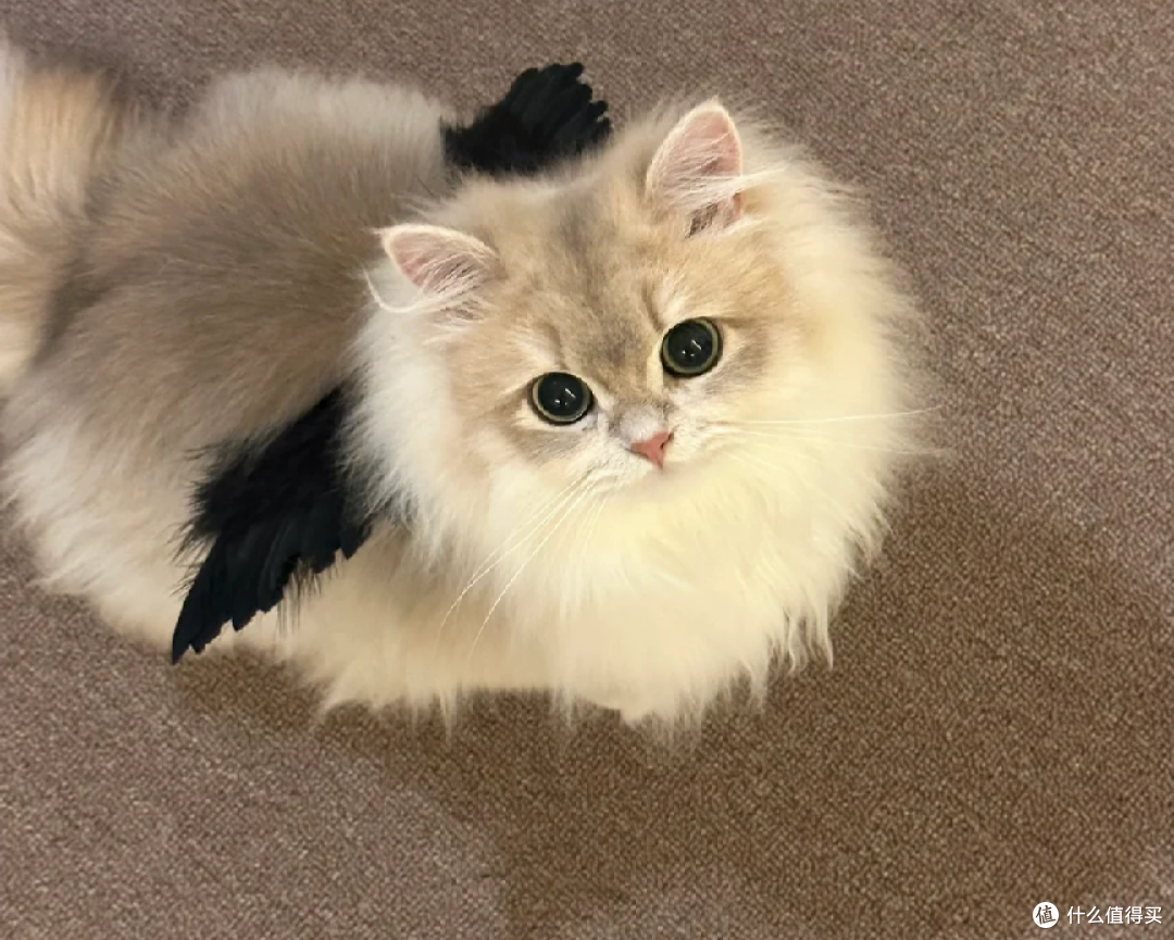 健康便宜的猫冻干哪个牌子好一点?猫冻干品牌排行榜前十分享