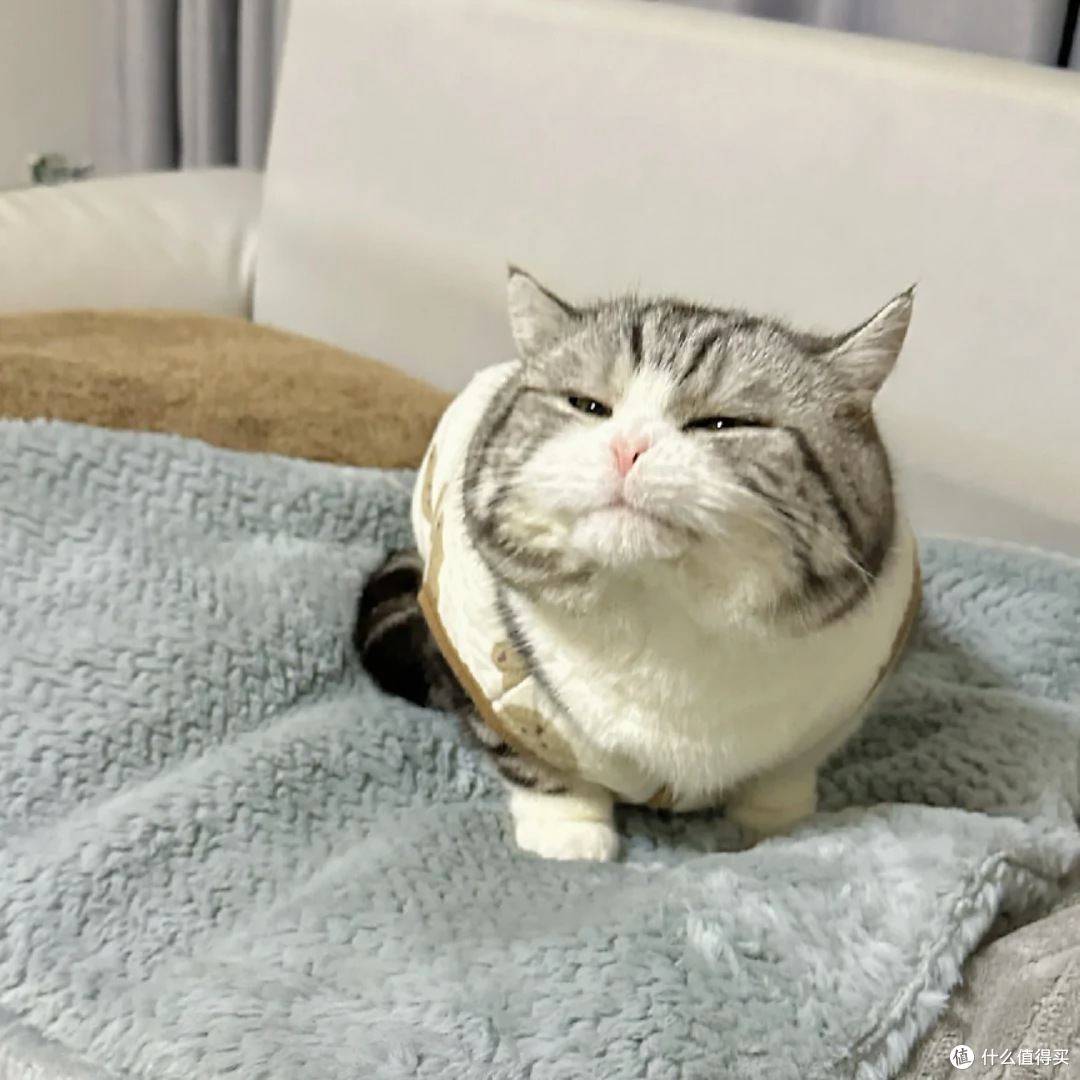 小猫能吃的猫冻干选什么牌子?10款国产猫冻干品牌推荐大全