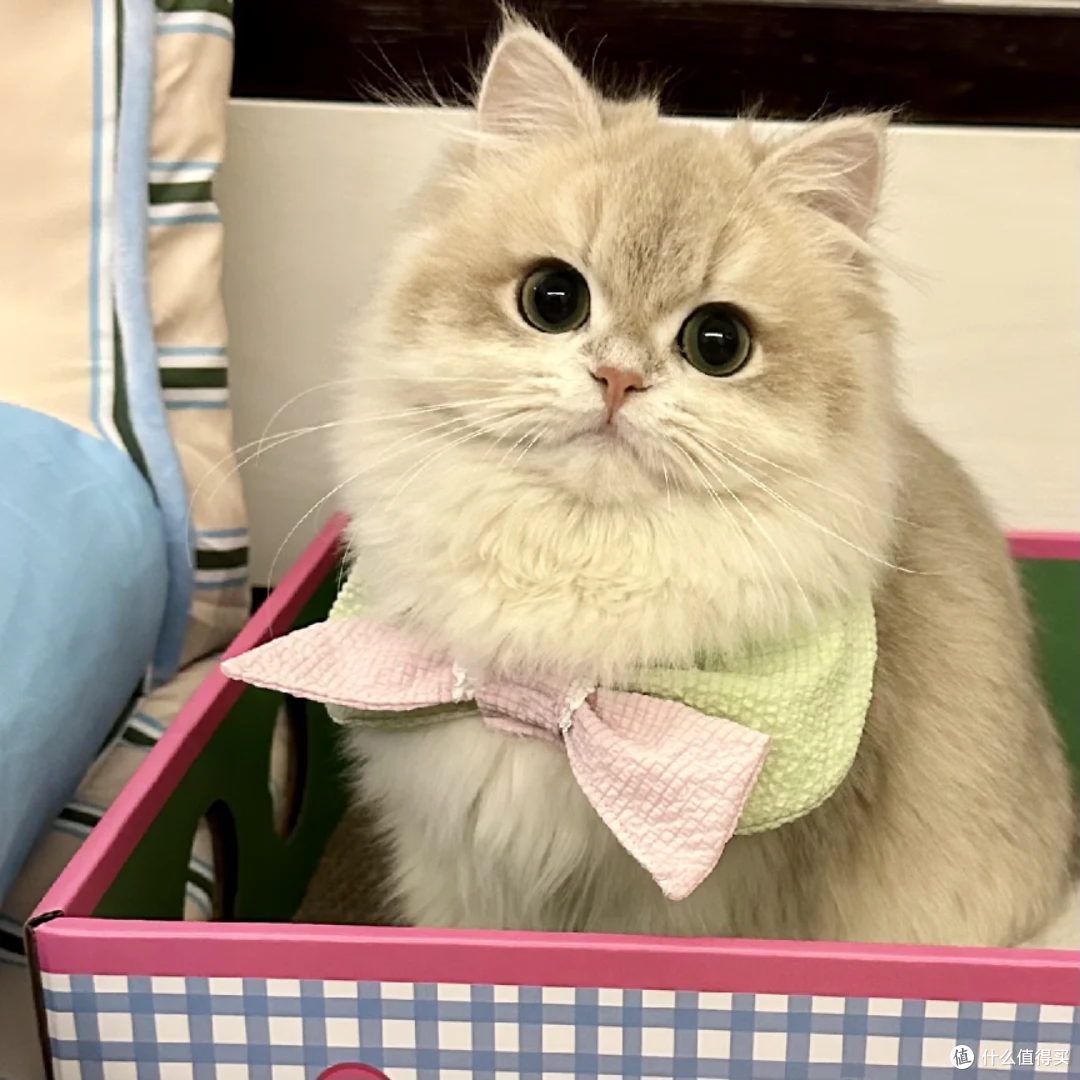 国产平价猫冻干什么牌子好?便宜健康的十大猫冻干品牌排行榜分享