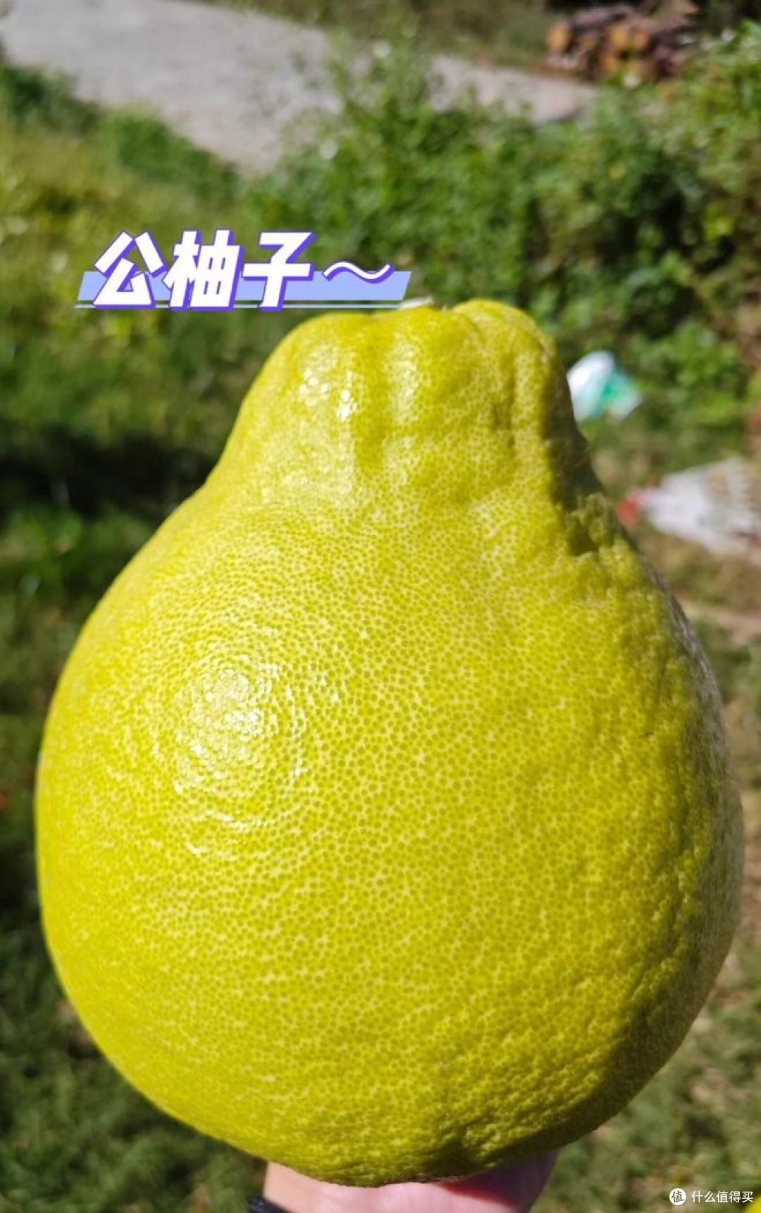 柚子和柑子有什么区别?你知道吗?揭秘!