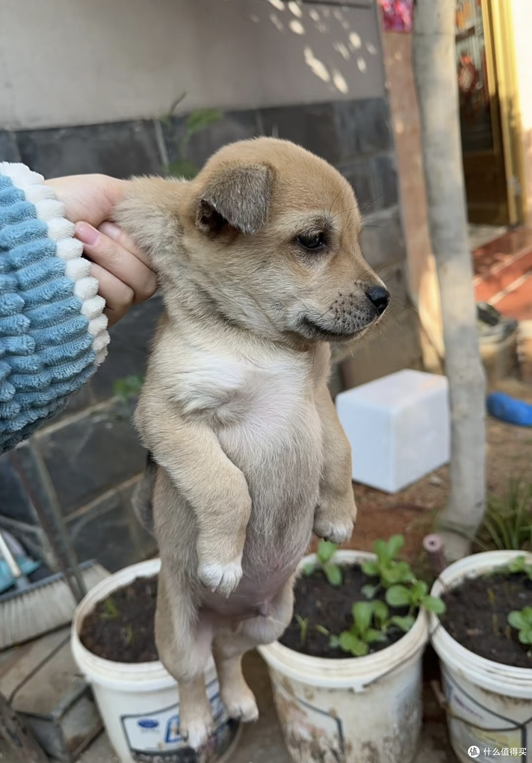 养中华田园犬，邂逅纯粹的快乐！