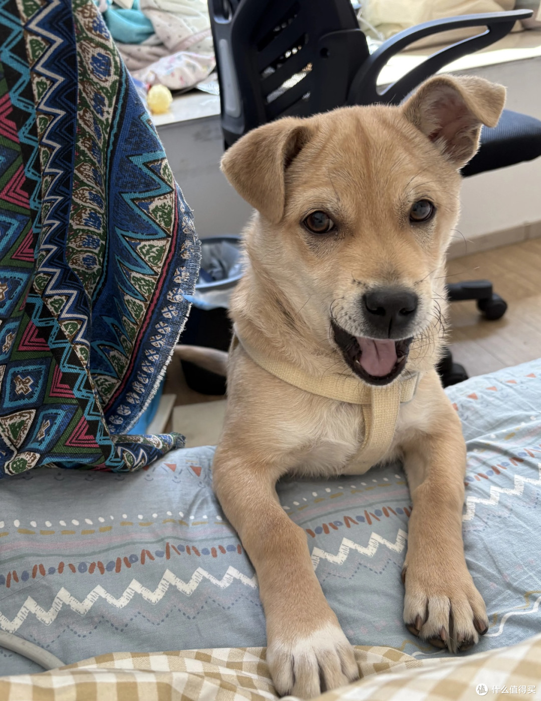 养中华田园犬，邂逅纯粹的快乐！