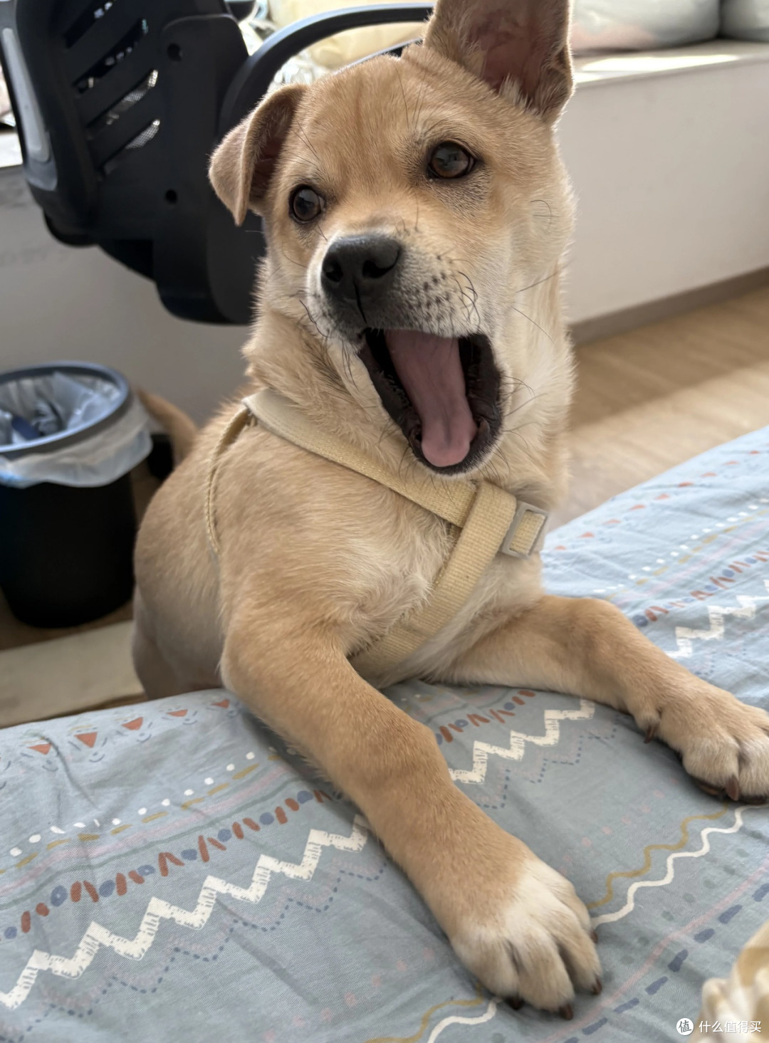 养中华田园犬，邂逅纯粹的快乐！