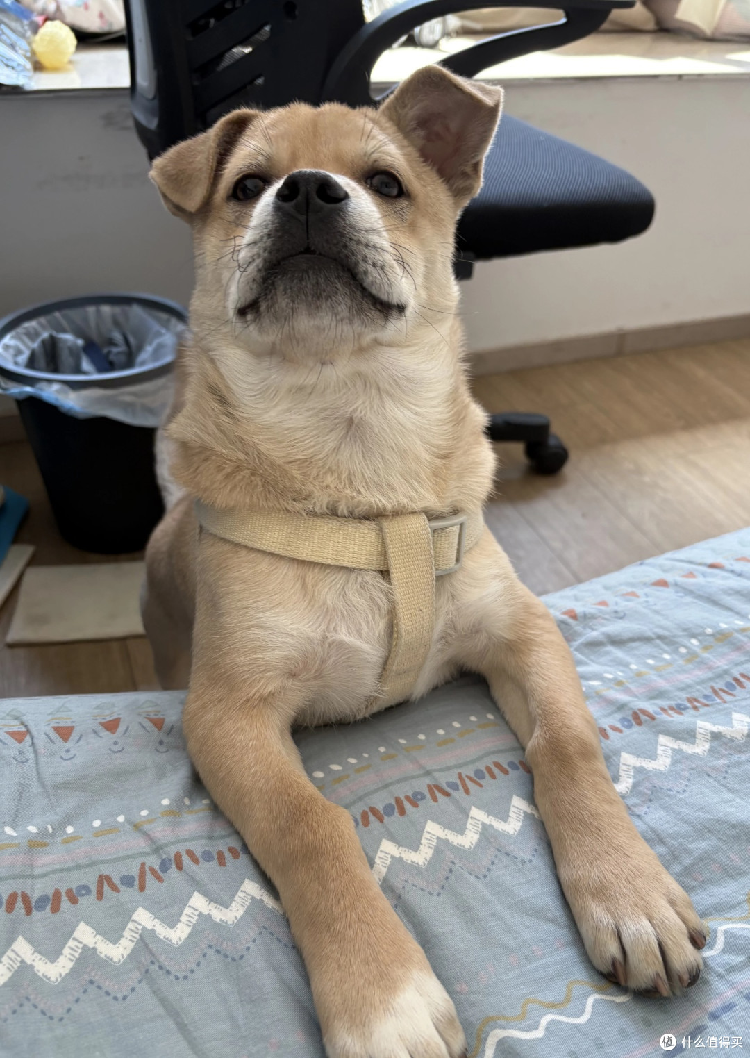 养中华田园犬，邂逅纯粹的快乐！