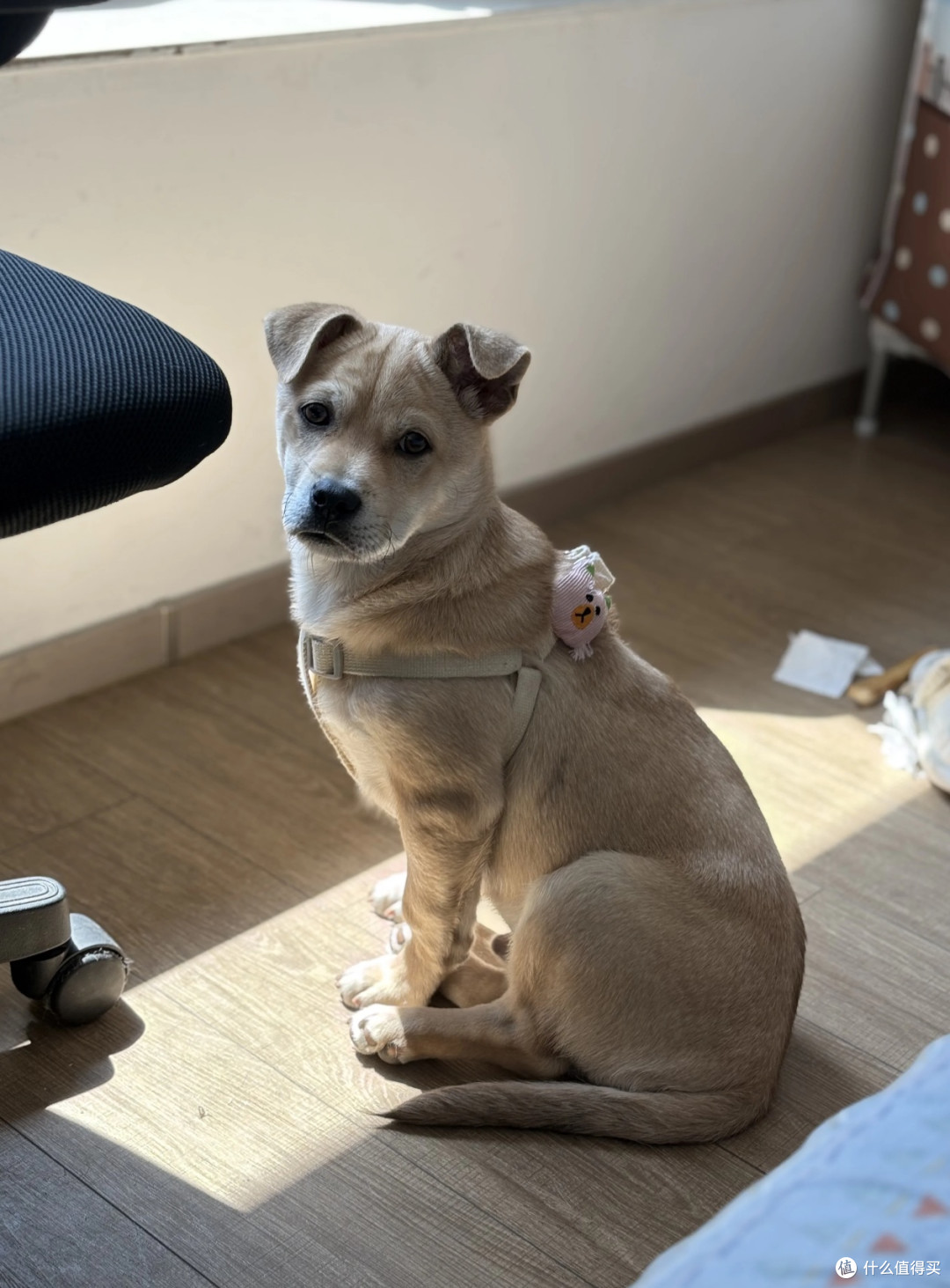 养中华田园犬，邂逅纯粹的快乐！