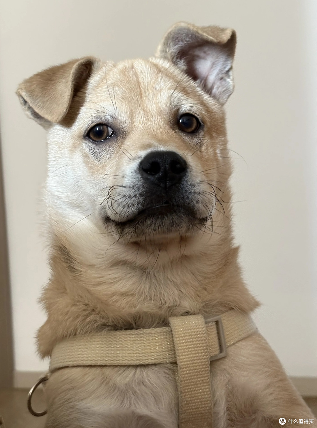养中华田园犬，邂逅纯粹的快乐！