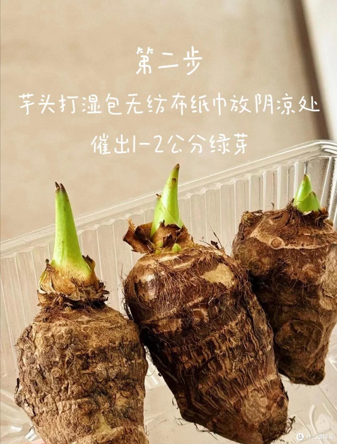山东一姑娘,因“在工位水培芋头”火了,网友:确定是来上班的吗