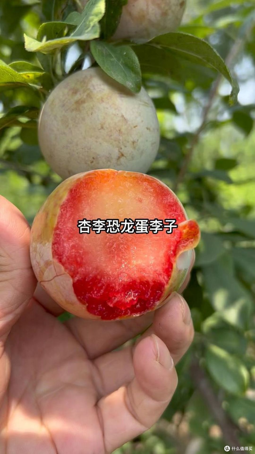 杏李和西梅的区别,哪种好吃?