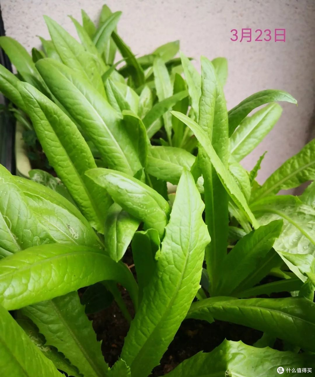 夏天的“剩啤酒”可别扔,这样利用一下,就能变废为宝,超实用!
