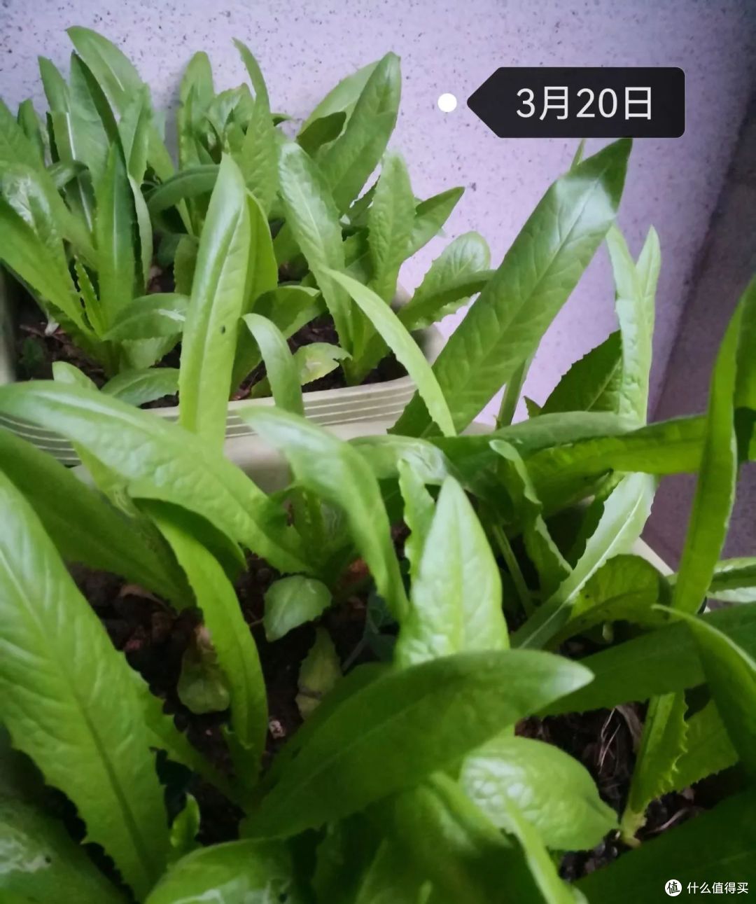 夏天的“剩啤酒”可别扔,这样利用一下,就能变废为宝,超实用!