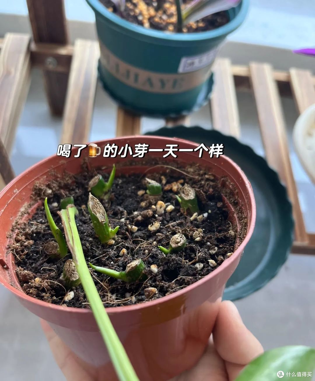 夏天的“剩啤酒”可别扔,这样利用一下,就能变废为宝,超实用!