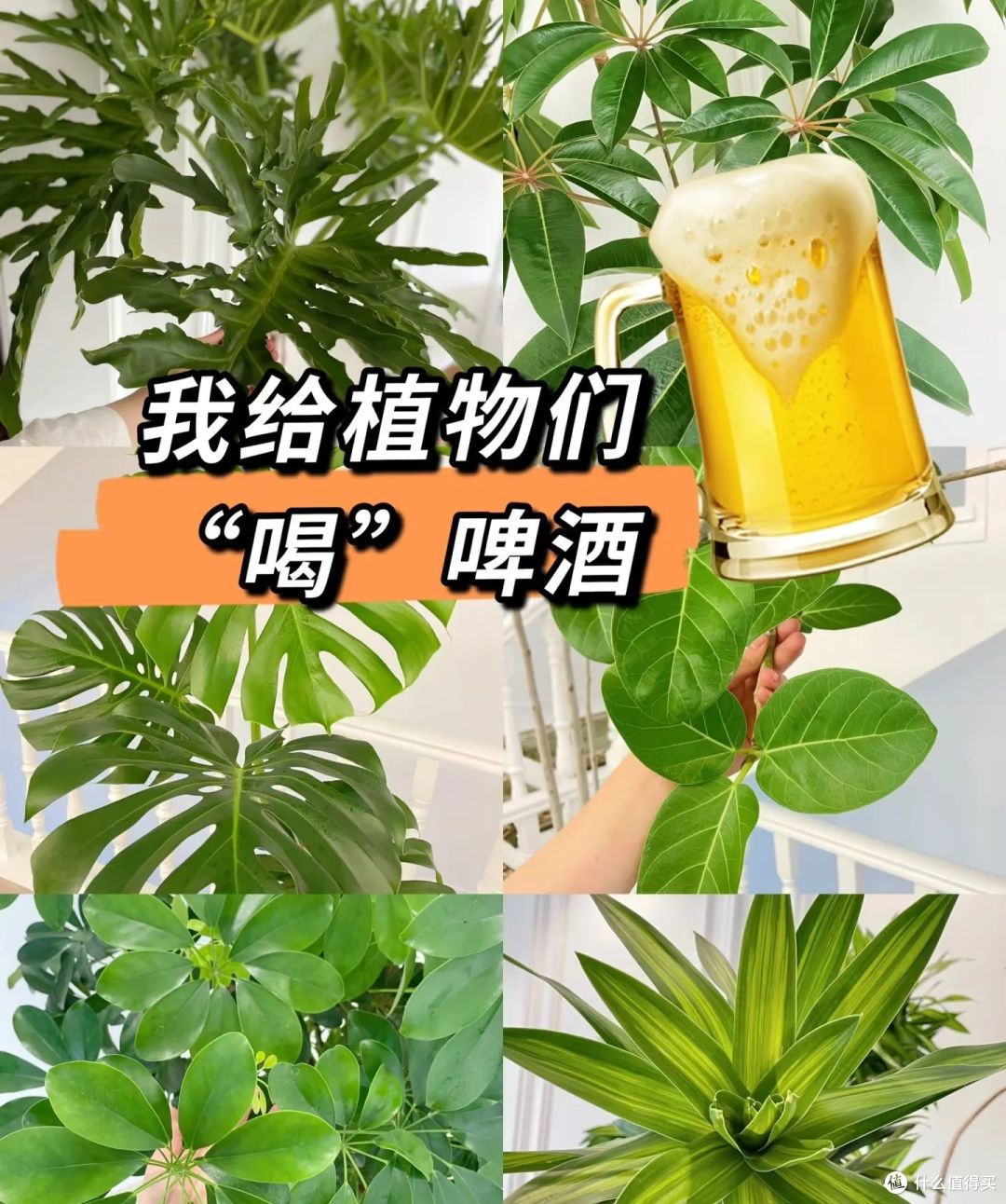 夏天的“剩啤酒”可别扔,这样利用一下,就能变废为宝,超实用!