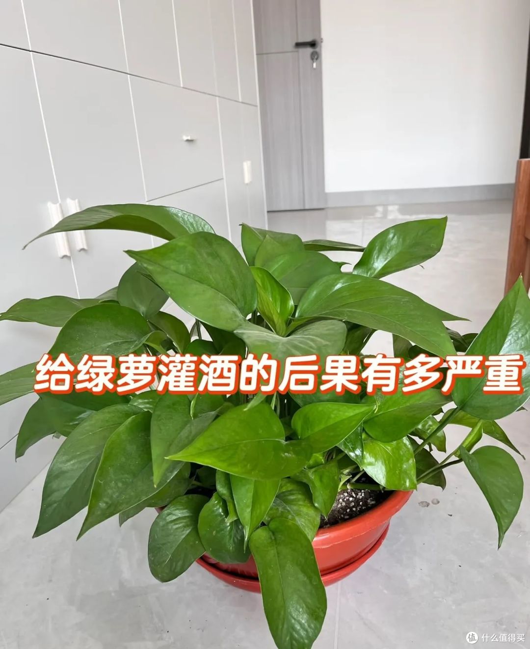 夏天的“剩啤酒”可别扔,这样利用一下,就能变废为宝,超实用!
