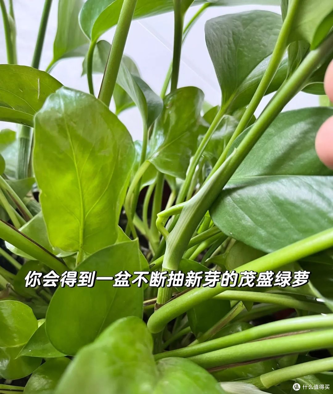 夏天的“剩啤酒”可别扔,这样利用一下,就能变废为宝,超实用!