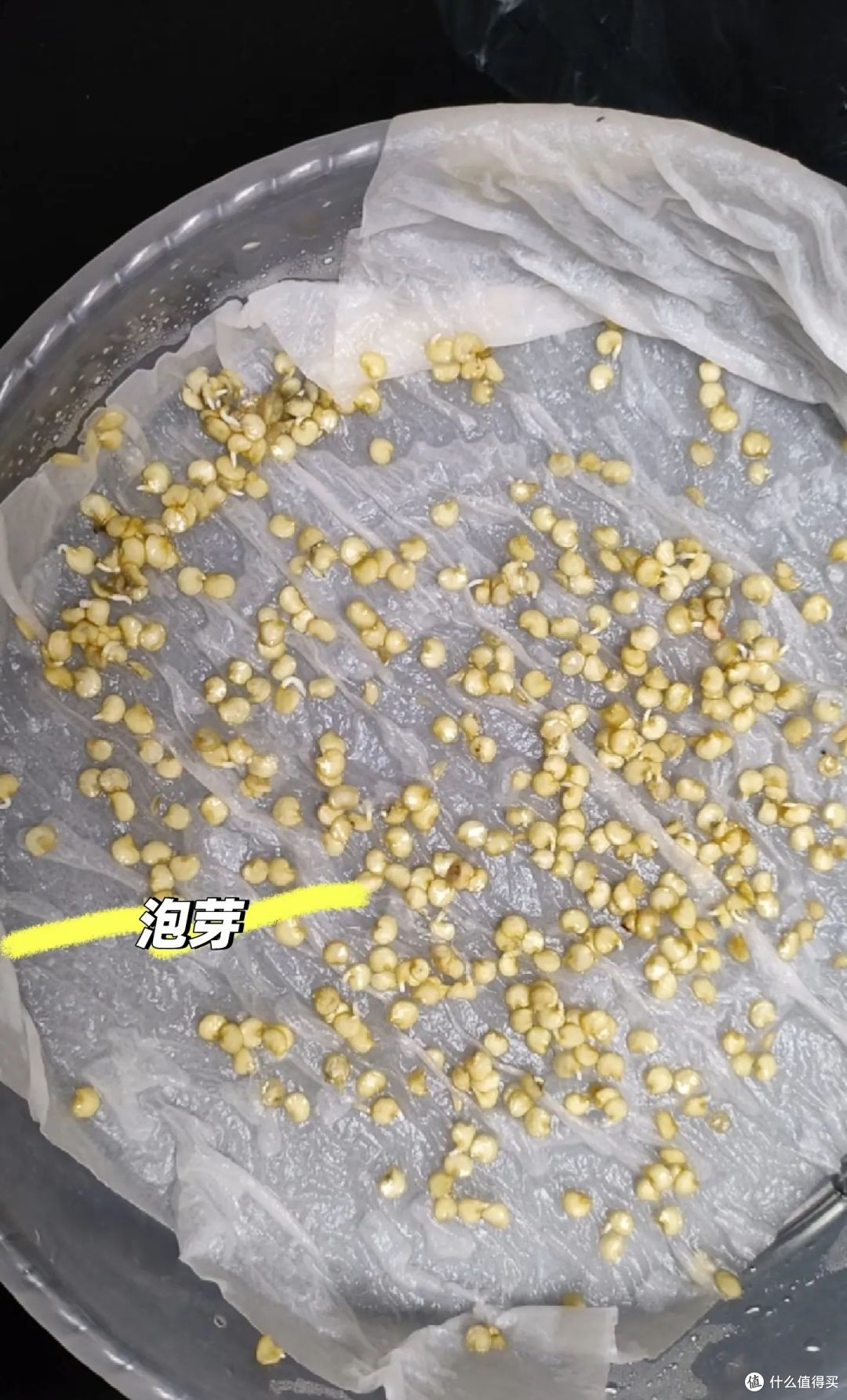 广东一小伙,废油桶种的辣椒“长成树”,结果40斤,网友:真牛!