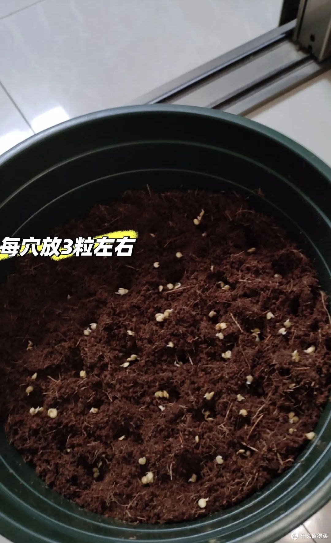 广东一小伙,废油桶种的辣椒“长成树”,结果40斤,网友:真牛!
