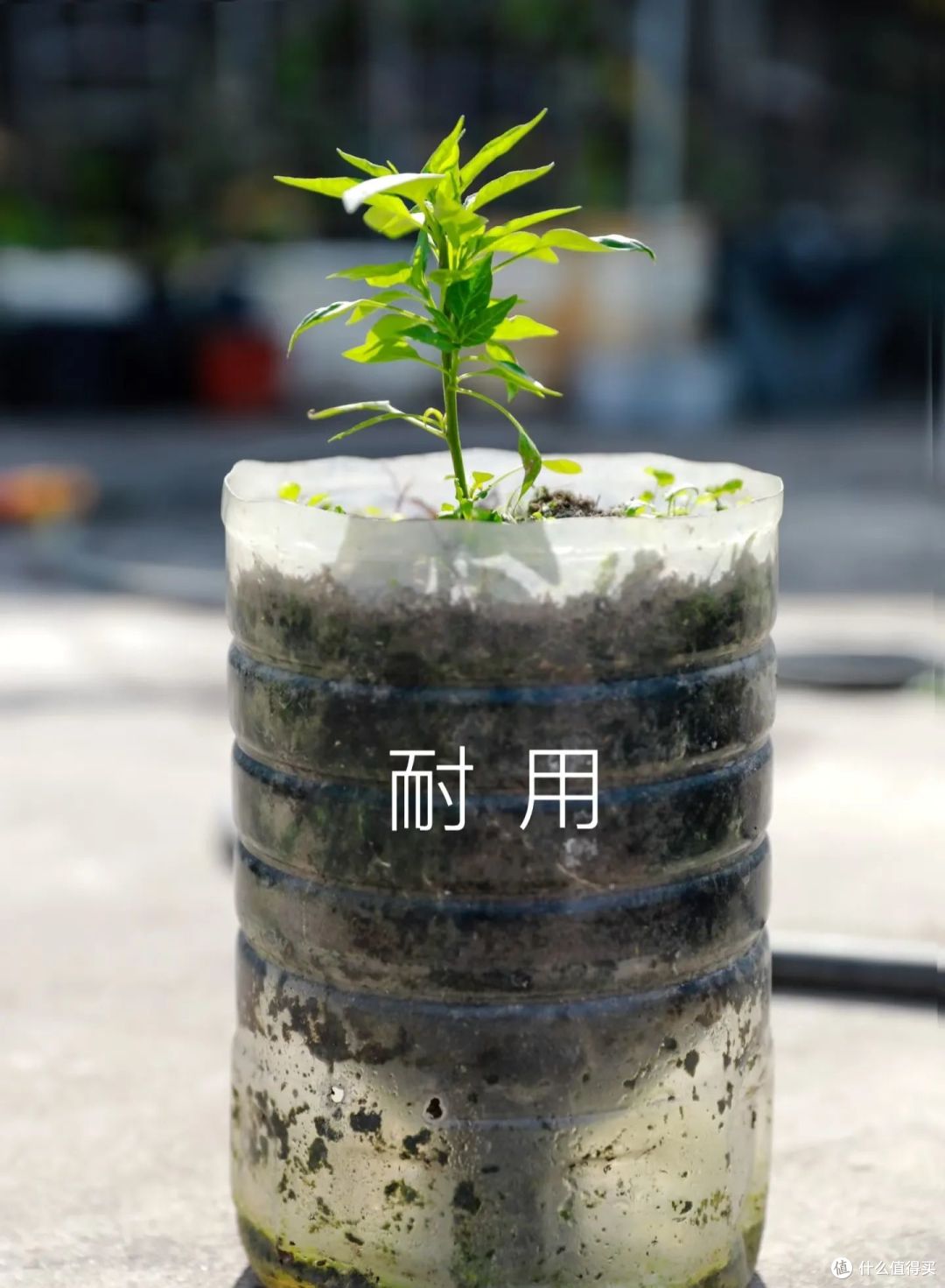 广东一小伙,废油桶种的辣椒“长成树”,结果40斤,网友:真牛!