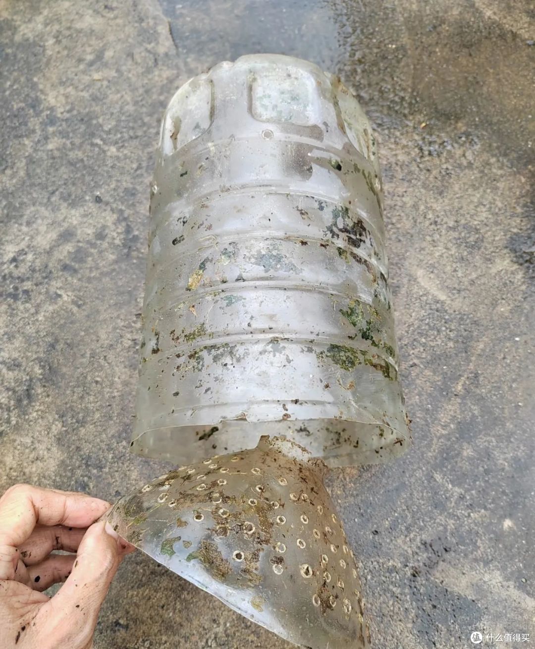 广东一小伙,废油桶种的辣椒“长成树”,结果40斤,网友:真牛!