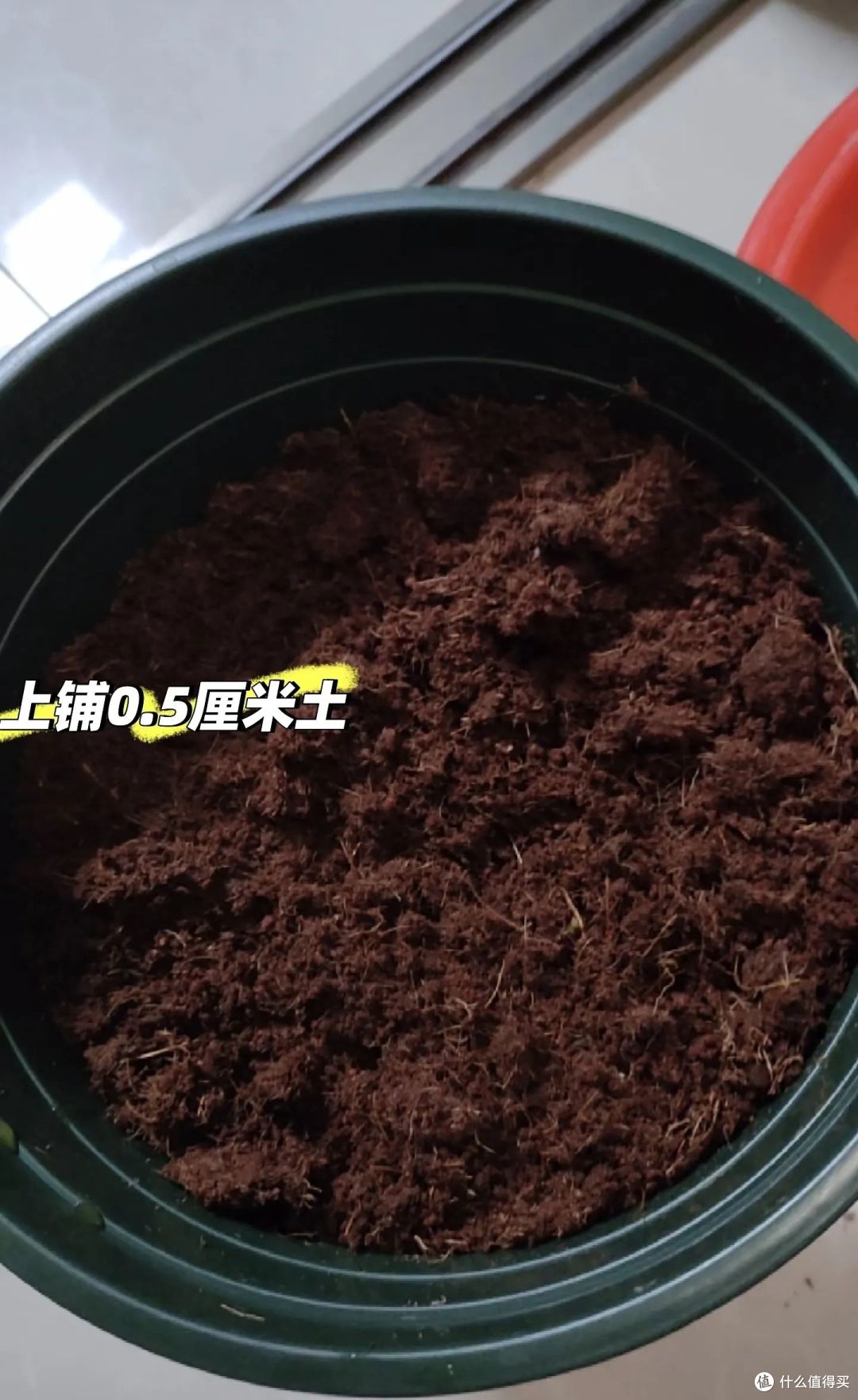 广东一小伙,废油桶种的辣椒“长成树”,结果40斤,网友:真牛!
