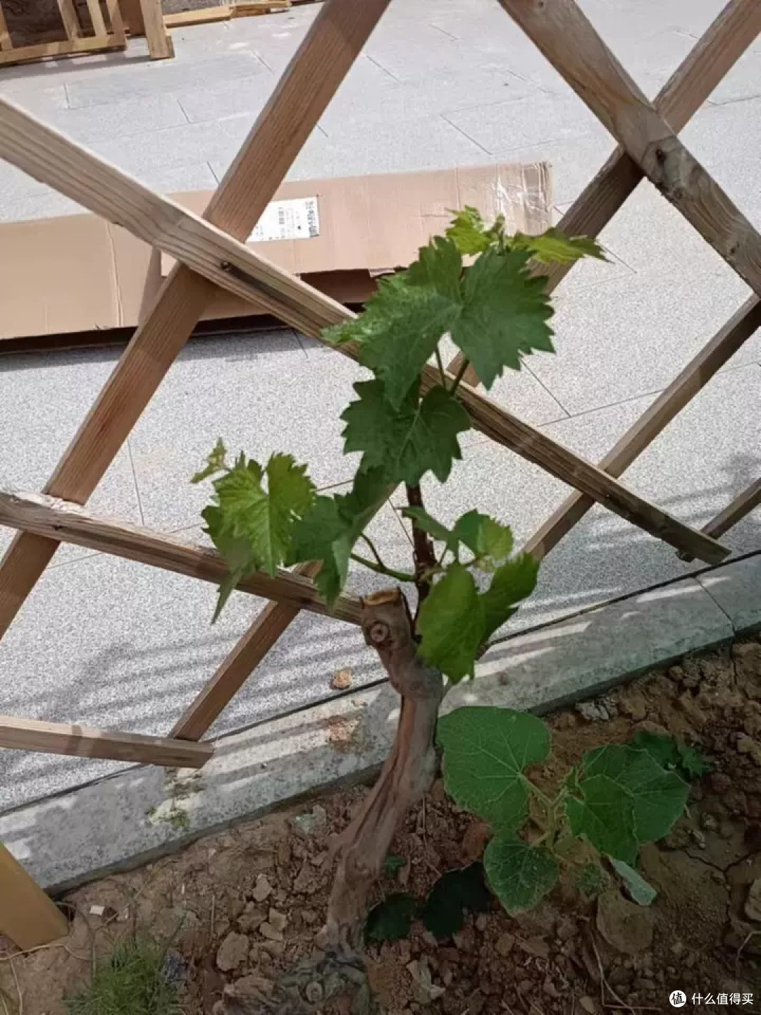 新品种日本天香葡萄：甜蜜的盆栽新宠