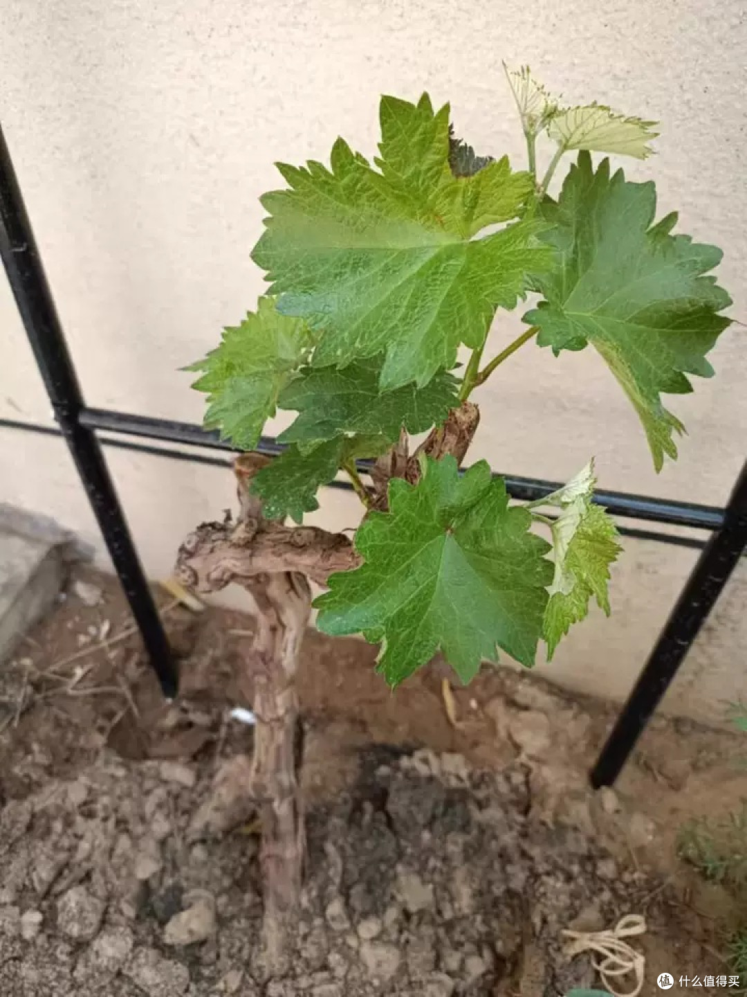 新品种日本天香葡萄:甜蜜的盆栽新宠