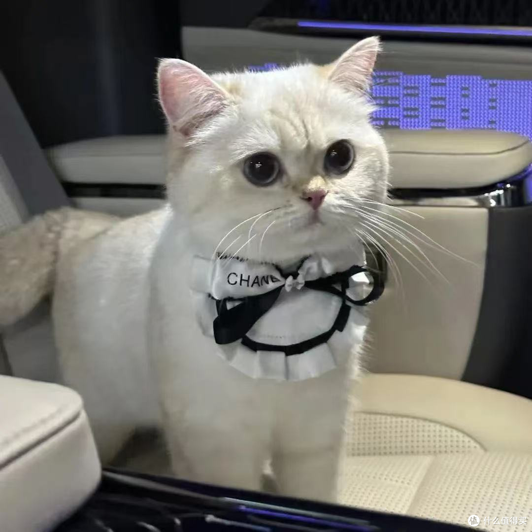 百利、希喂、酥醒猫粮优缺点大比拼!哪种猫粮比较好又不贵?