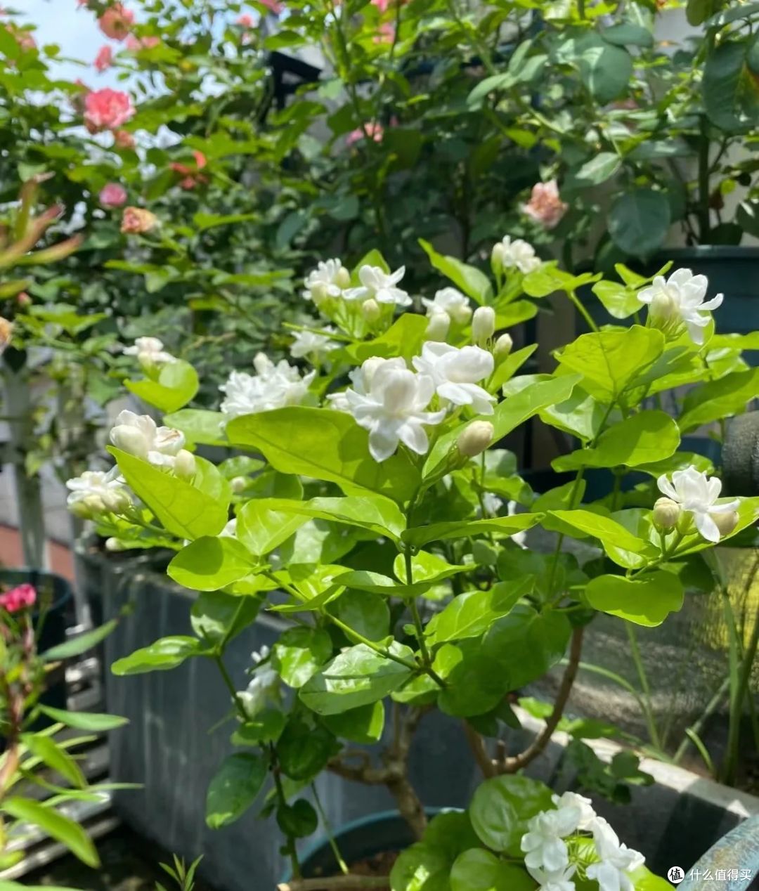 河南一阿姨,因“太会养茉莉花”走红,一年爆盆5次,太牛了!
