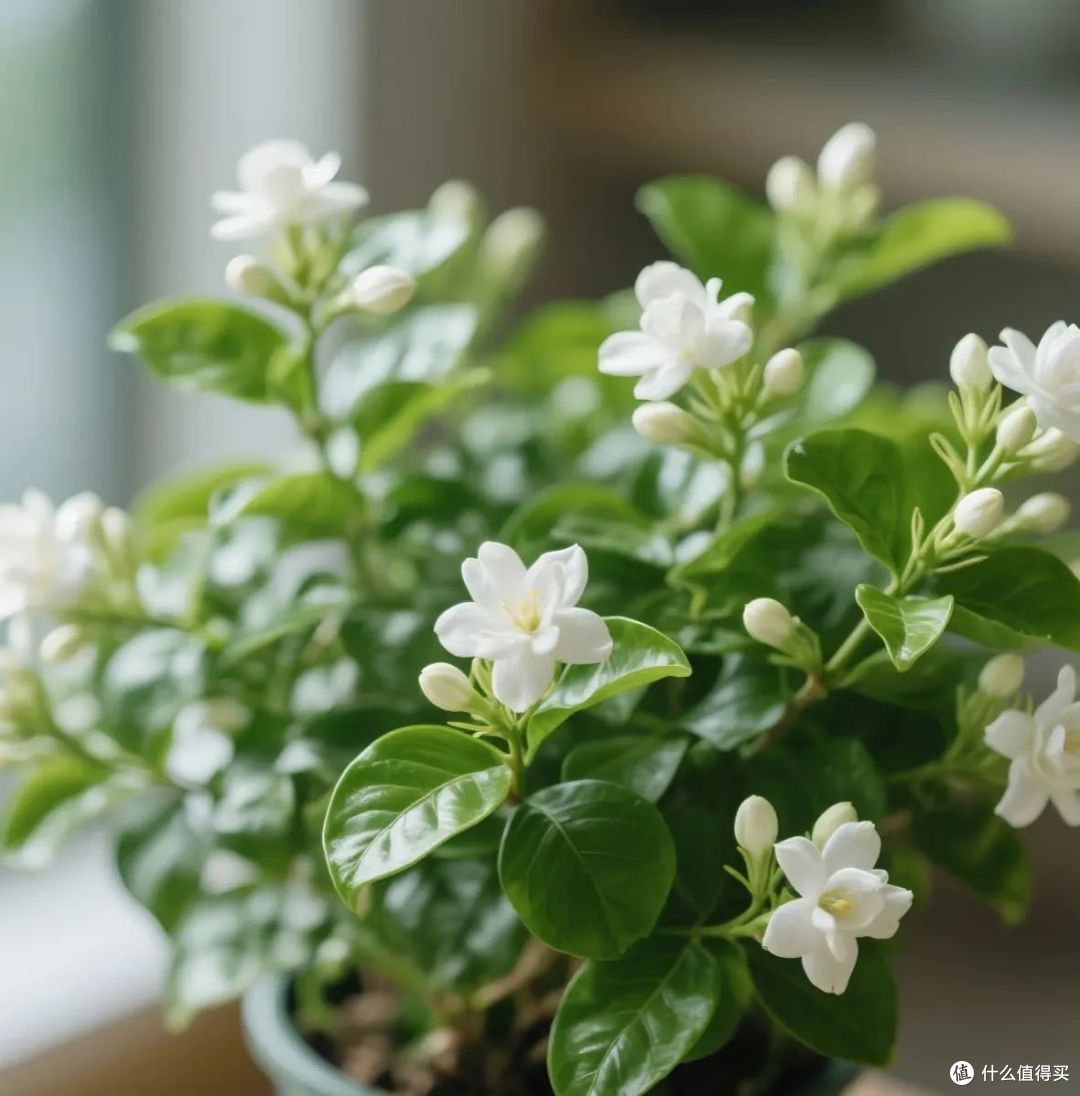 河南一阿姨,因“太会养茉莉花”走红,一年爆盆5次,太牛了!