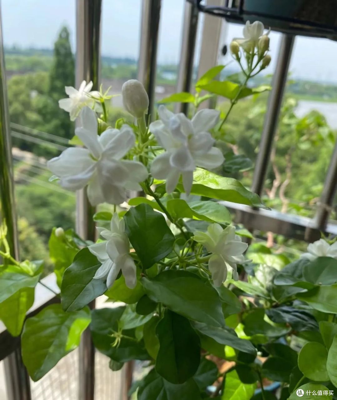 河南一阿姨,因“太会养茉莉花”走红,一年爆盆5次,太牛了!