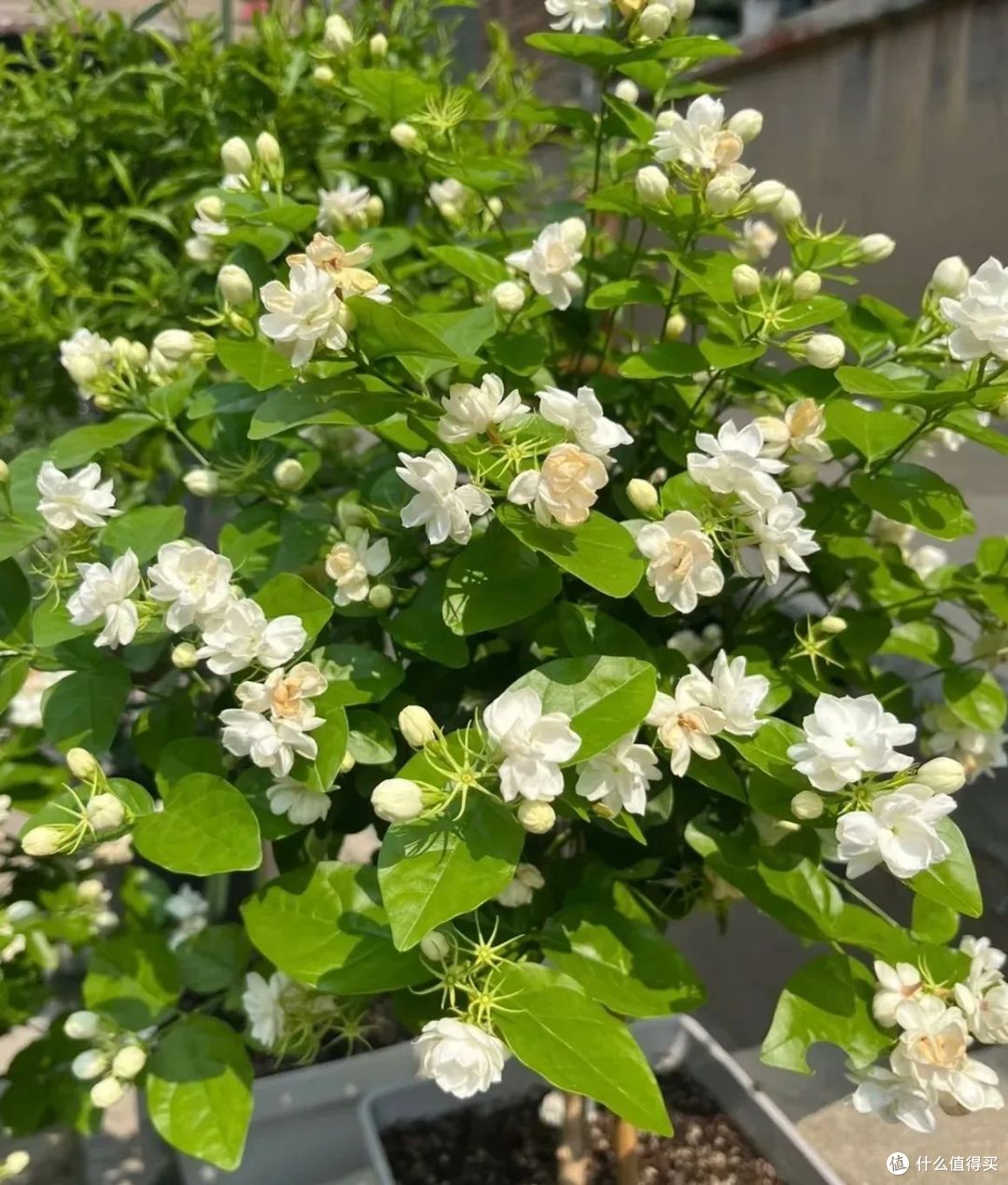 河南一阿姨,因“太会养茉莉花”走红,一年爆盆5次,太牛了!