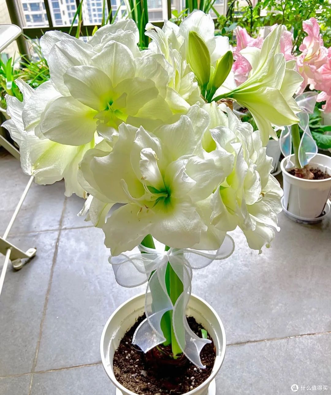浙江宝妈,1球3年朱顶红养成了“王者”,开花300朵,太壮观了!