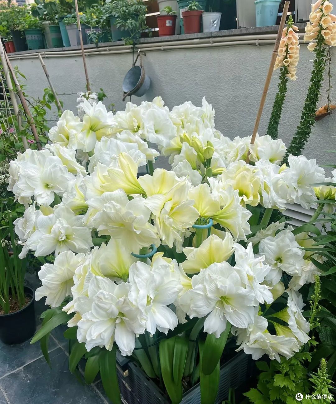 浙江宝妈,1球3年朱顶红养成了“王者”,开花300朵,太壮观了!