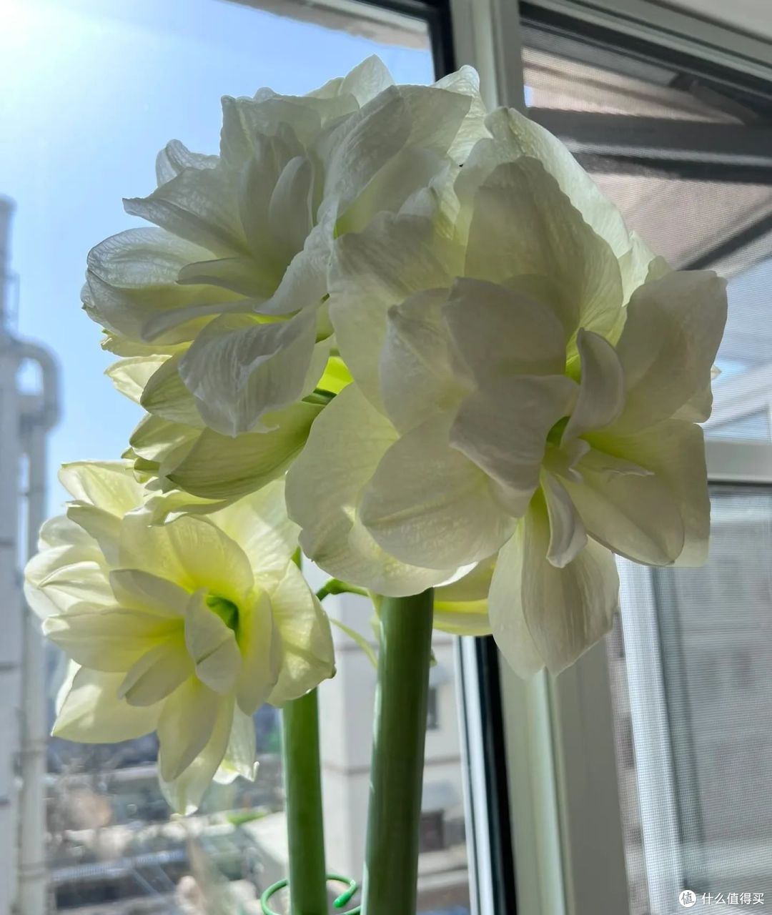 浙江宝妈,1球3年朱顶红养成了“王者”,开花300朵,太壮观了!