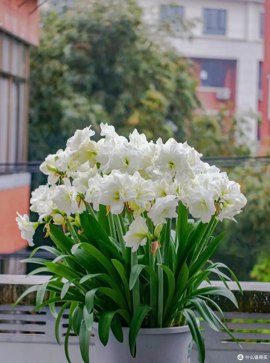 浙江宝妈,1球3年朱顶红养成了“王者”,开花300朵,太壮观了!