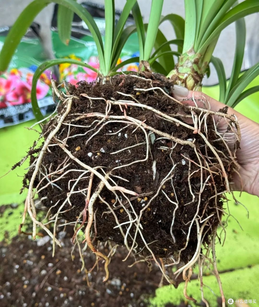 浙江宝妈,1球3年朱顶红养成了“王者”,开花300朵,太壮观了!