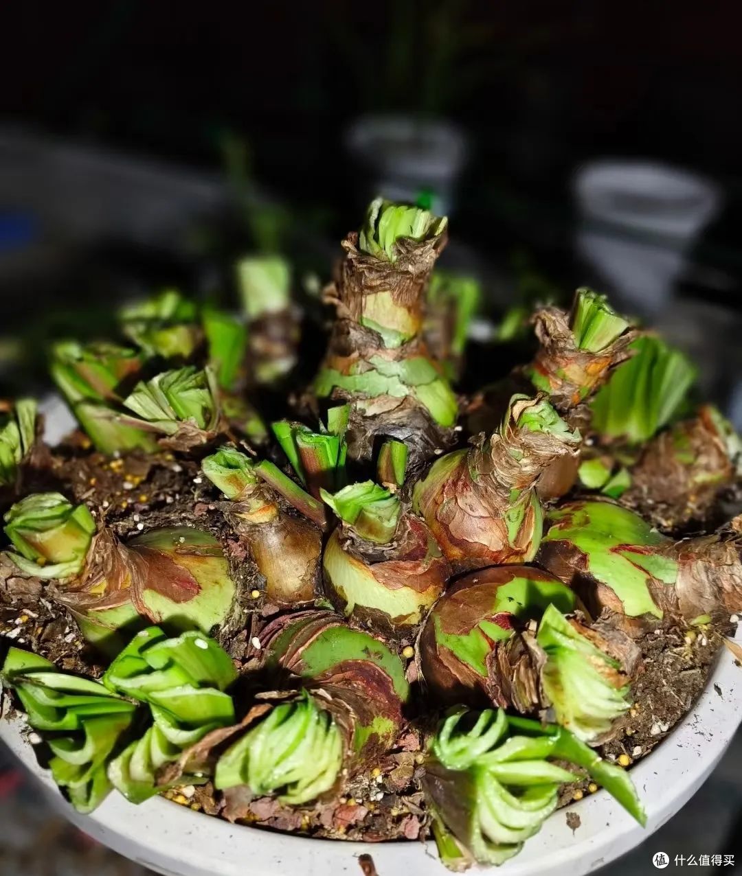 浙江宝妈,1球3年朱顶红养成了“王者”,开花300朵,太壮观了!